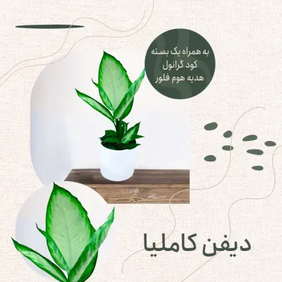 دیفن کاملیا