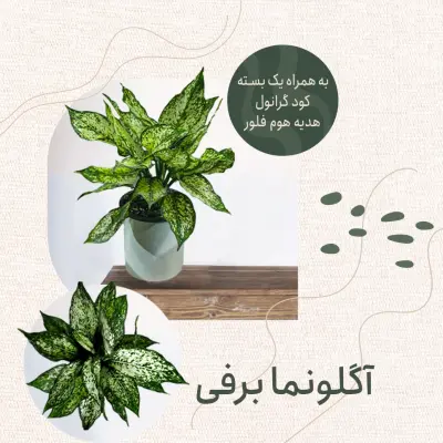 آگلونما برفی