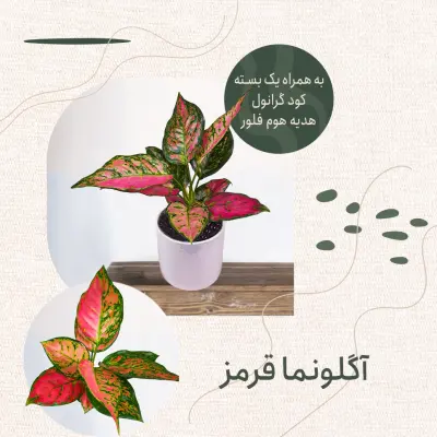 آگلونما قرمز
