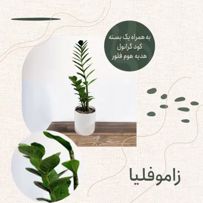 زاموفلیلیا سبز