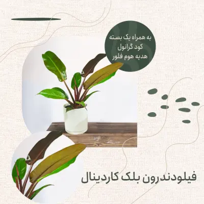 فیلودندرون بلک کاردینال