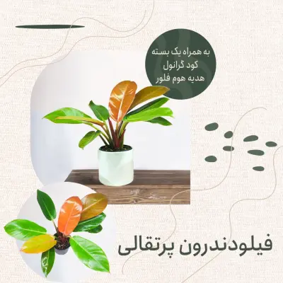 فیلودندرون پرتقالی