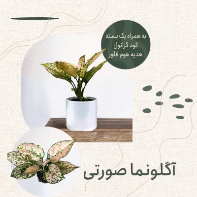 آگلونما صورتی