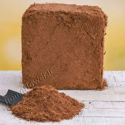 کوکوپیت