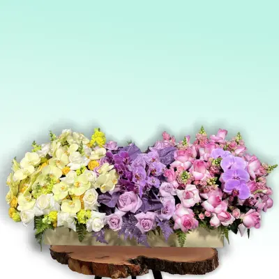 رویاهای رنگی